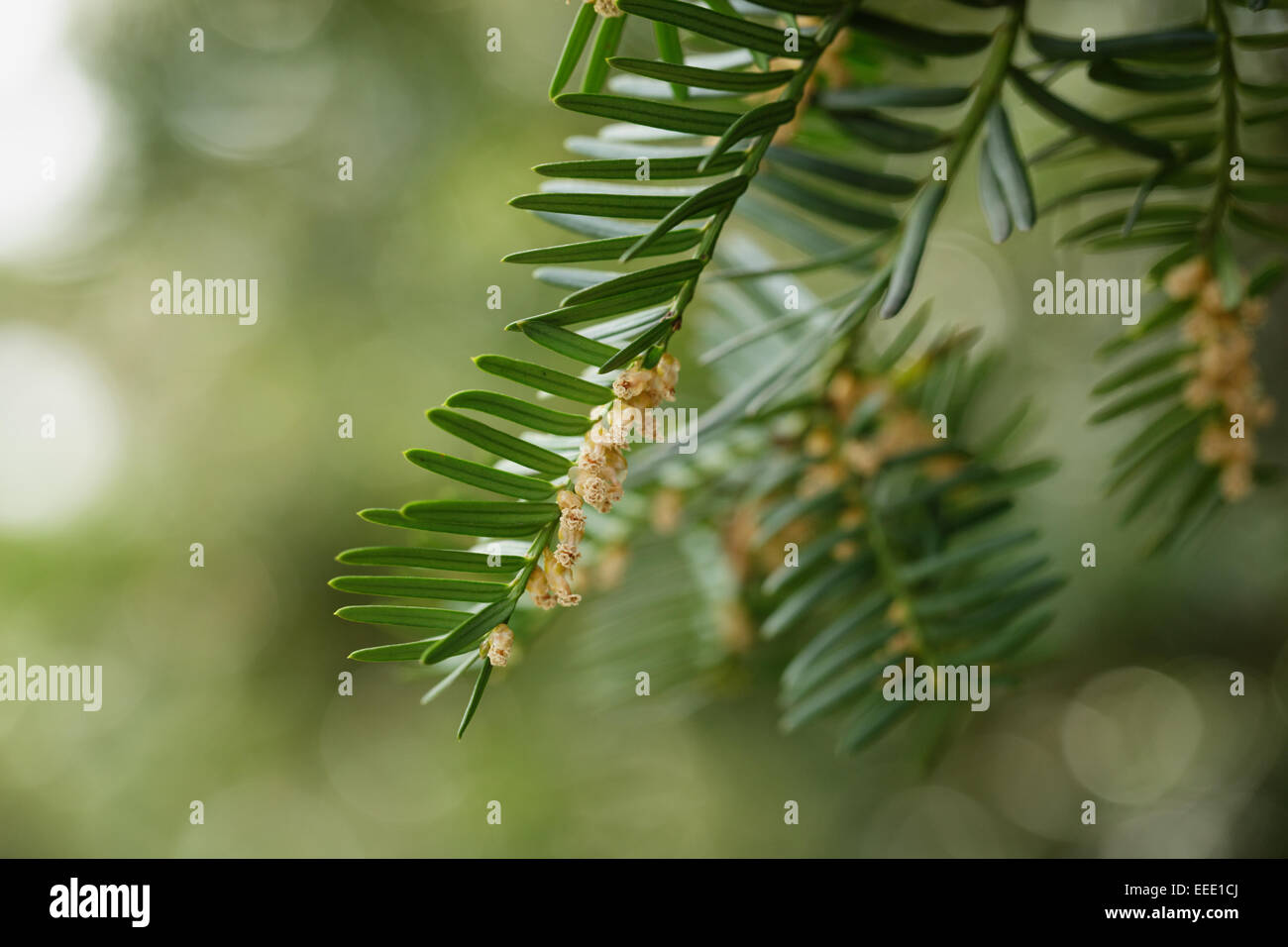 Yew o Taxus baccata foglie verdi e fiori, close up Foto Stock