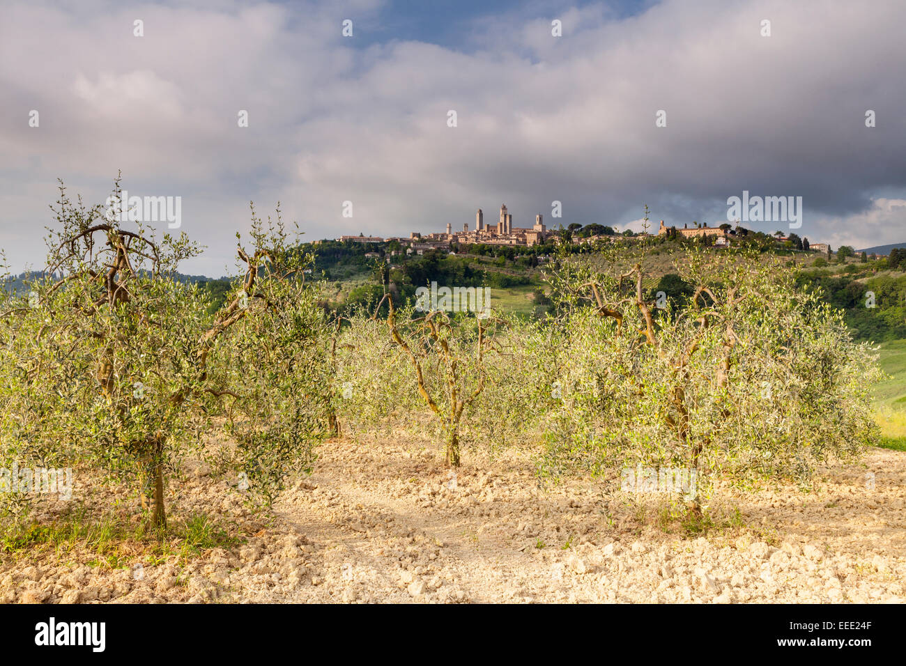 Uliveti sotto la città di San Gimignano, Toscana. Il centro storico della città è stato designato come un sito del Patrimonio Mondiale Foto Stock