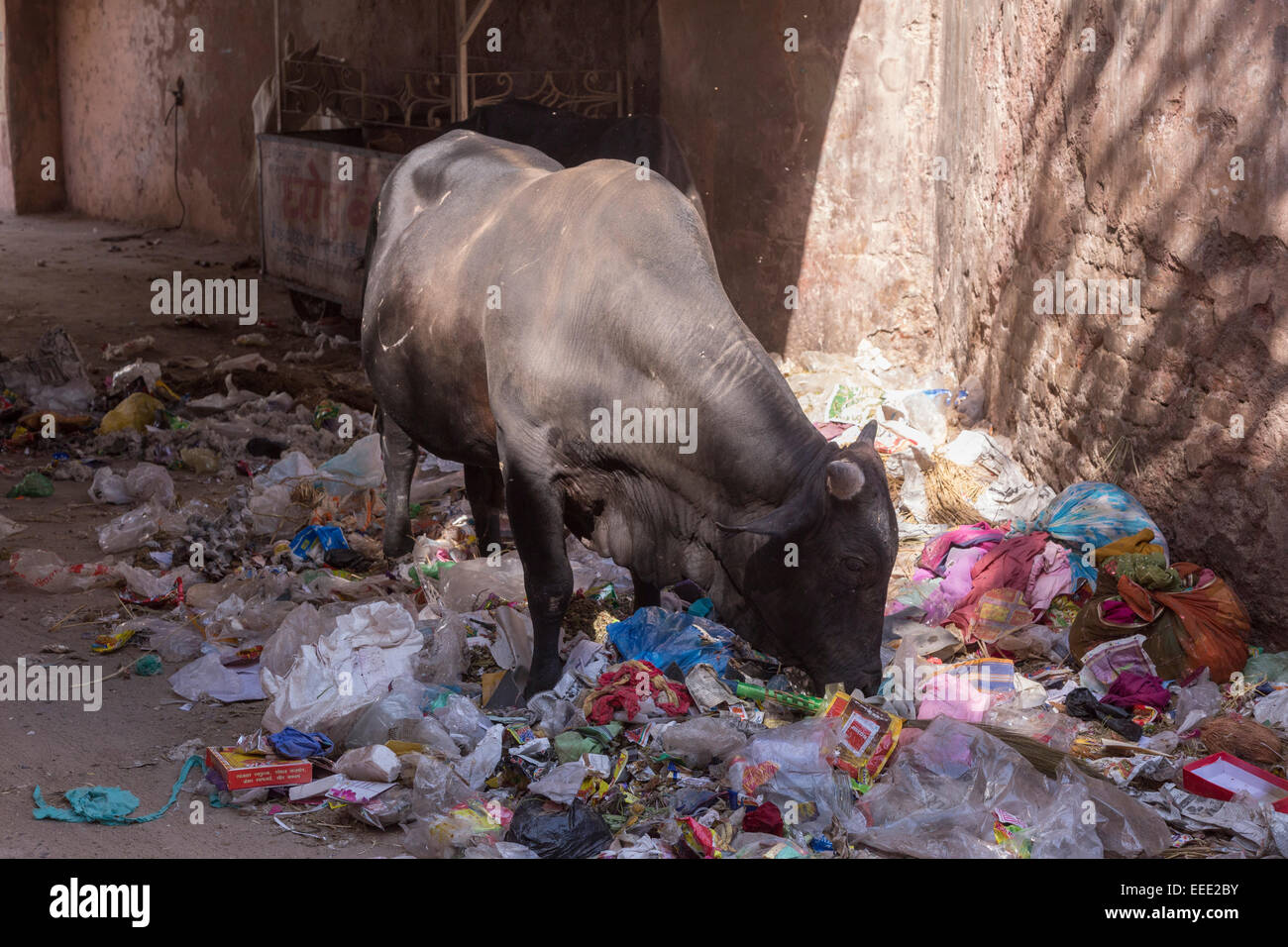India Rajasthan, Bikaner, mucca rovistando tra l'Immondizia Foto Stock