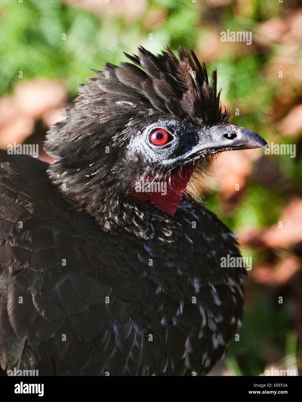 Crested Guan (penelope purpurascens) Foto Stock