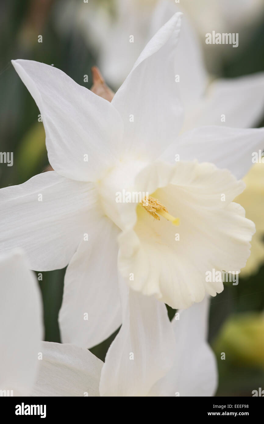 Narcissus 'bianco puro' Foto Stock