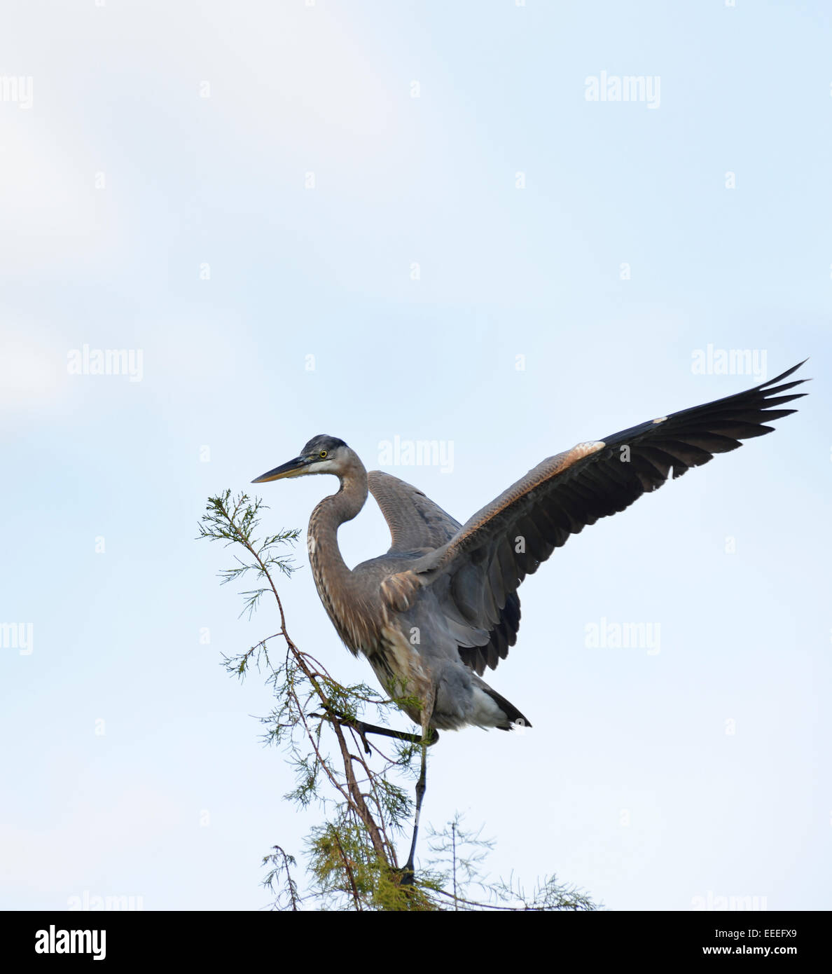 Airone blu si appollaia contro un cielo Foto Stock