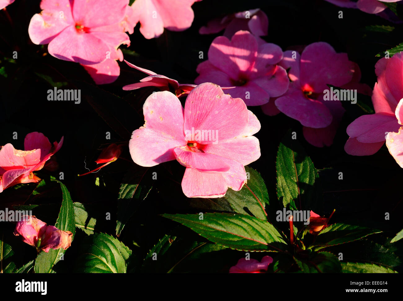 Bella Impatiens fiore (Impatiens psittacina) a Thai Flower Garden Foto Stock