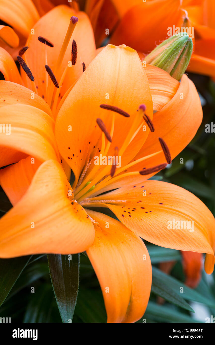 Lillium 'piccolo Rocket' Foto Stock
