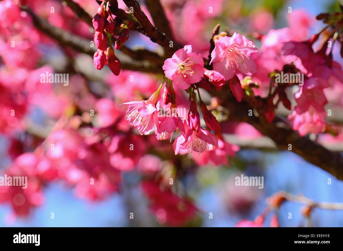 Bella Wild himalayana fiore di ciliegio (Prunus cerasoides) a Thai Flower Garden Foto Stock