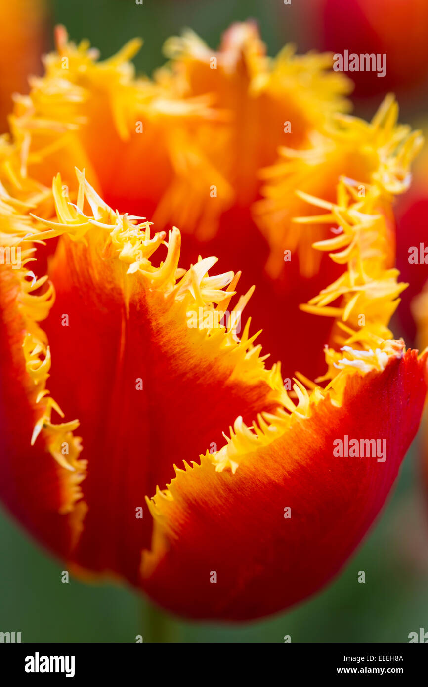 Tulipa 'Davenport' Foto Stock