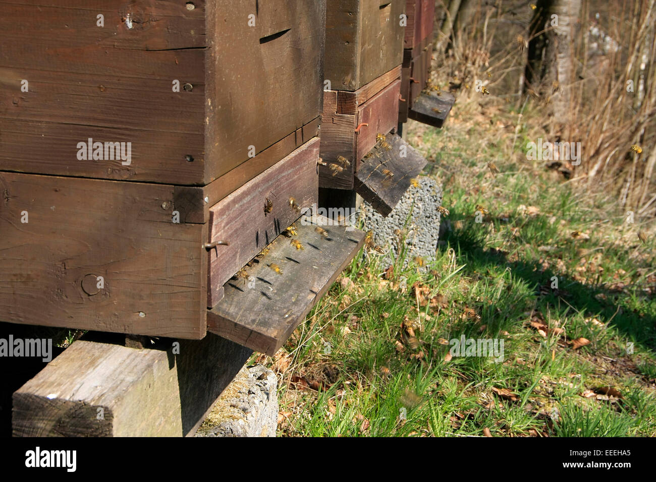 Frühling am Bienenstand und Hochbetrieb am Flugloch. Die Bienen sorgen mit ihrem fleißigen Eintrag von polline Nektar und für eine rasche Erstarkung des Volkes ausgewinterten. Il polline und Nektar benötigen die Bienen für die Aufzucht des Nachwuchses. Foto: Klaus Nowottnick Datum: 29.03.2014 Foto Stock