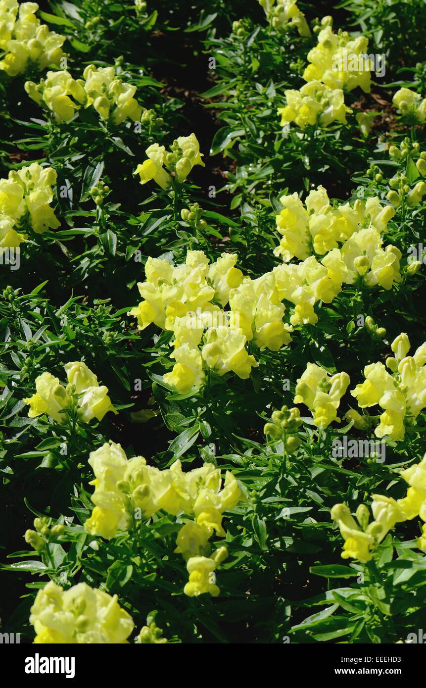Bella Bocca di Leone fiore (Antirrhinum majus) a Thai Flower Garden Foto Stock