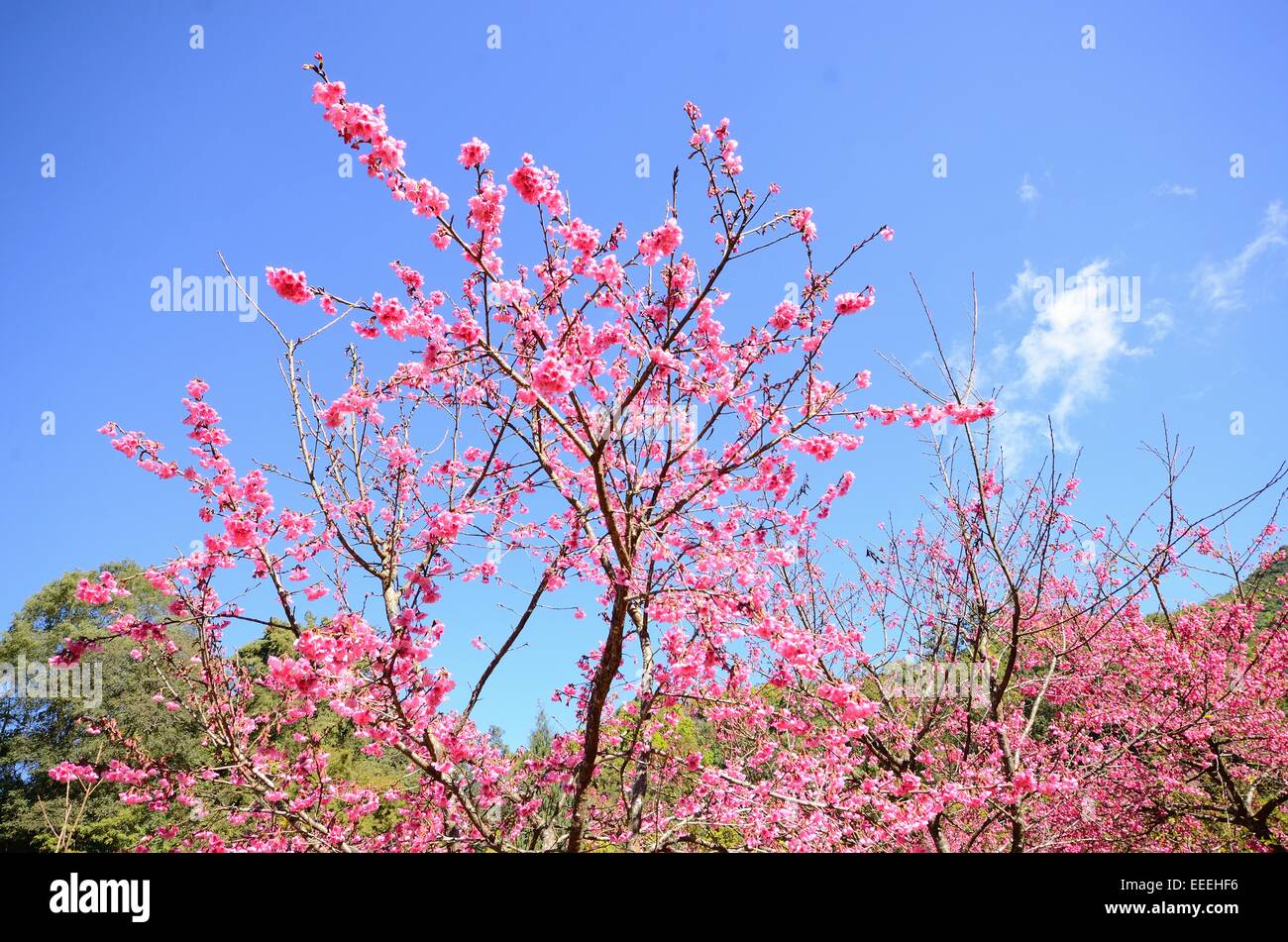 Bella Wild himalayana fiore di ciliegio (Prunus cerasoides) a Thai Flower Garden Foto Stock