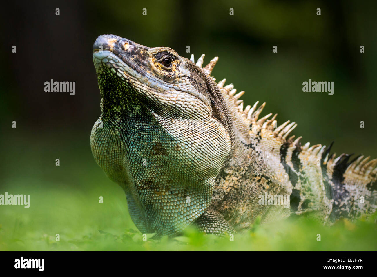 Grande nero spinoso-tailed iguana (Ctenosaura similis) dal Costa Rica Foto Stock