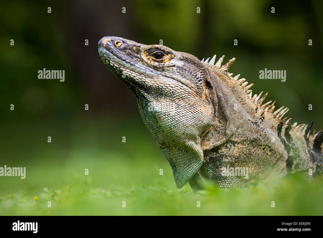 Spinosa nero-tailed iguana ritratto (Ctenosaura similis) dal Costa Rica Foto Stock