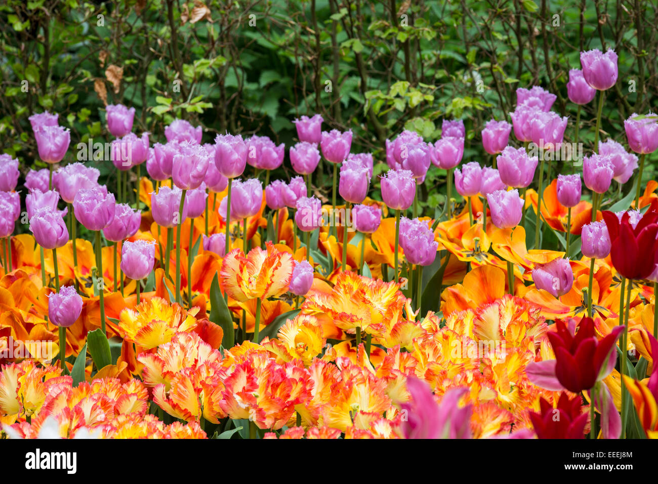 Giardini Keukenhof in primavera. Colorate di confine a molla Foto Stock