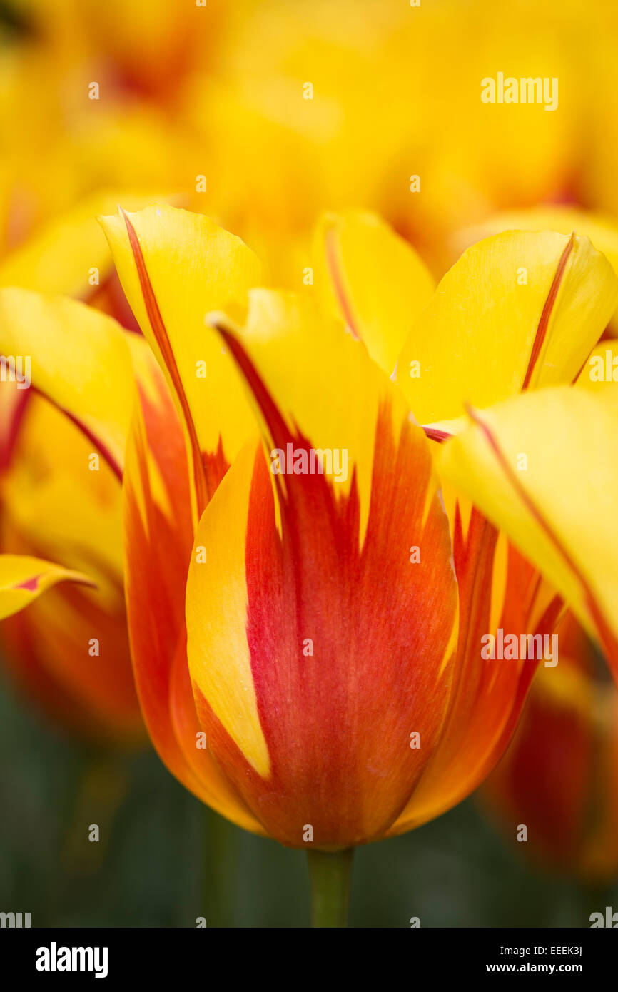 Tulipa "Fire Ali' Foto Stock