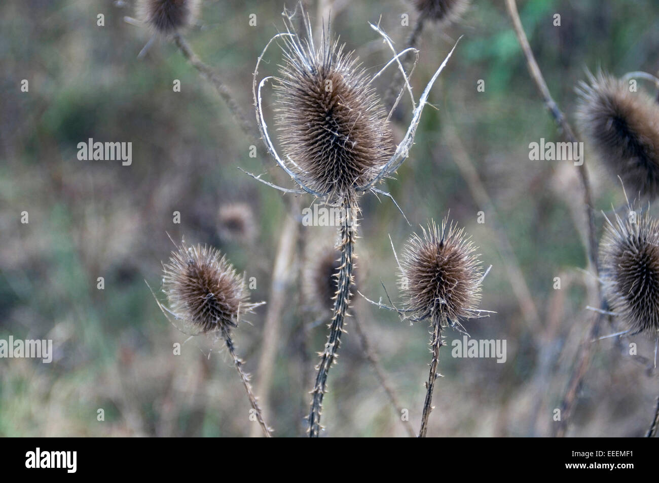 Thistle secco nel campo sminuisce l'autunno e l'inverno. Foto Stock