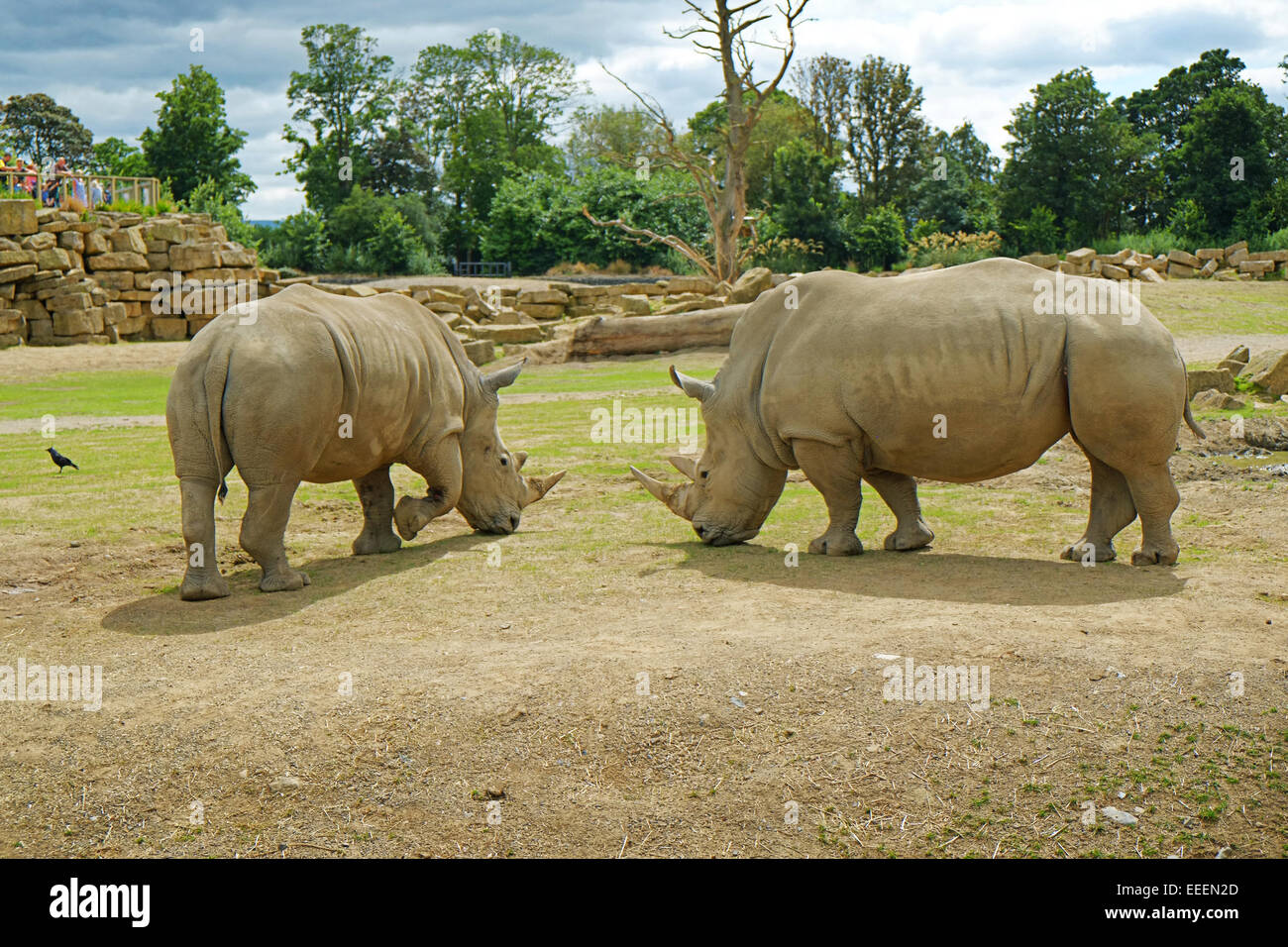 Due rinoceronti presso lo Zoo di Dublino Irlanda Foto Stock