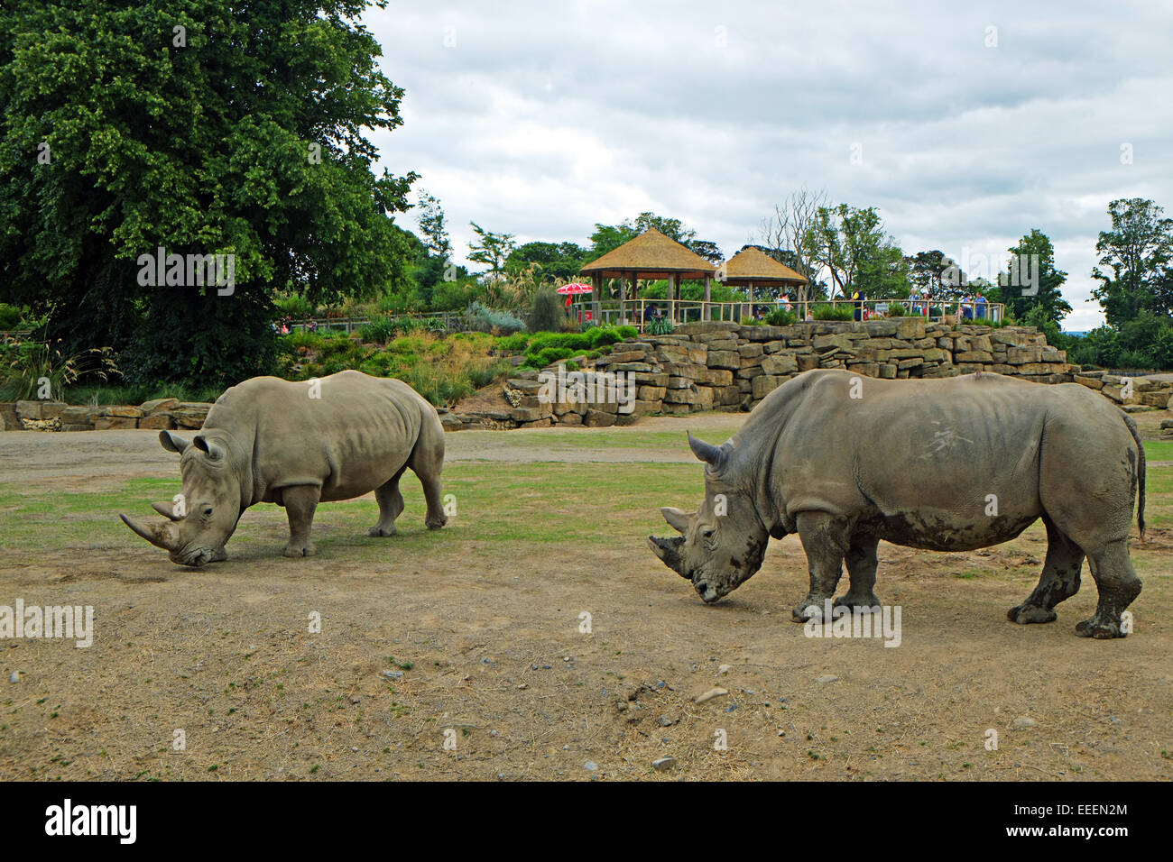 Due rinoceronti Rinoceronte nel giardino zoologico di Dublino Irlanda Foto Stock