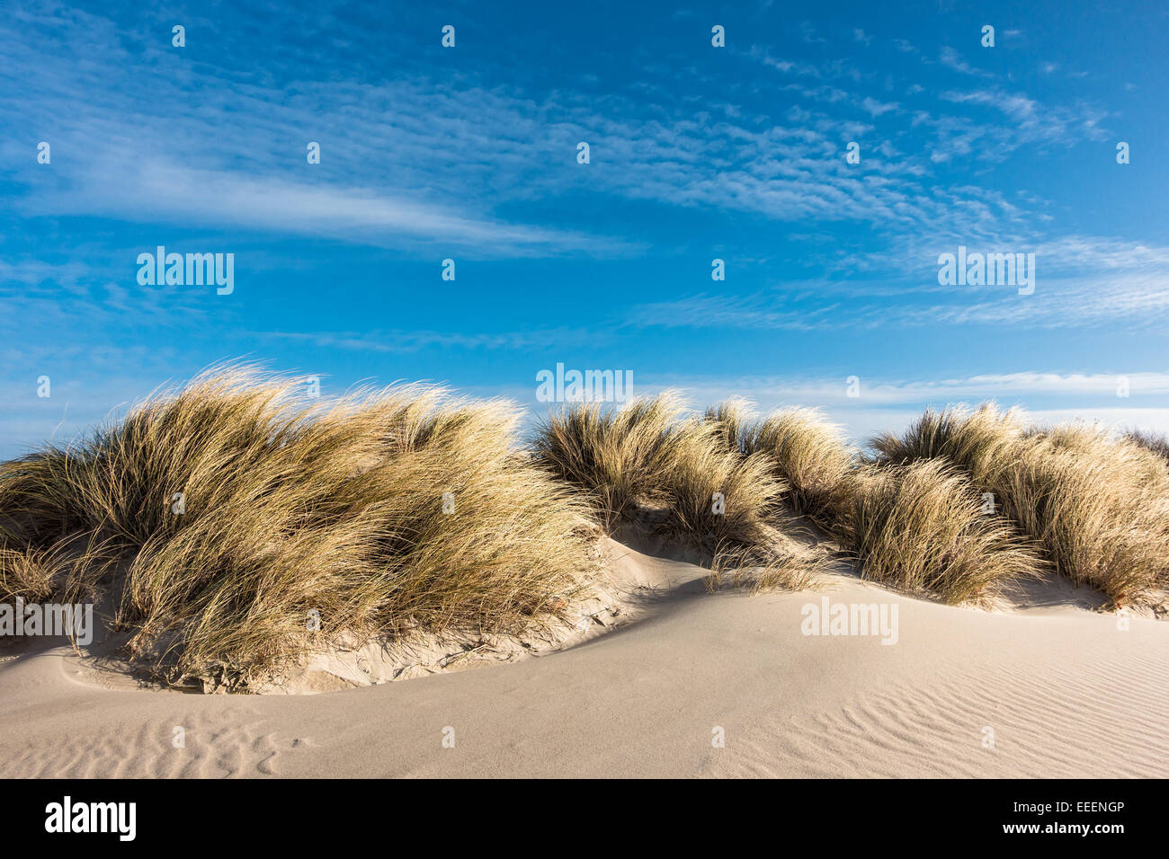 Dune di sabbia sulla costa del Mar Baltico Foto Stock