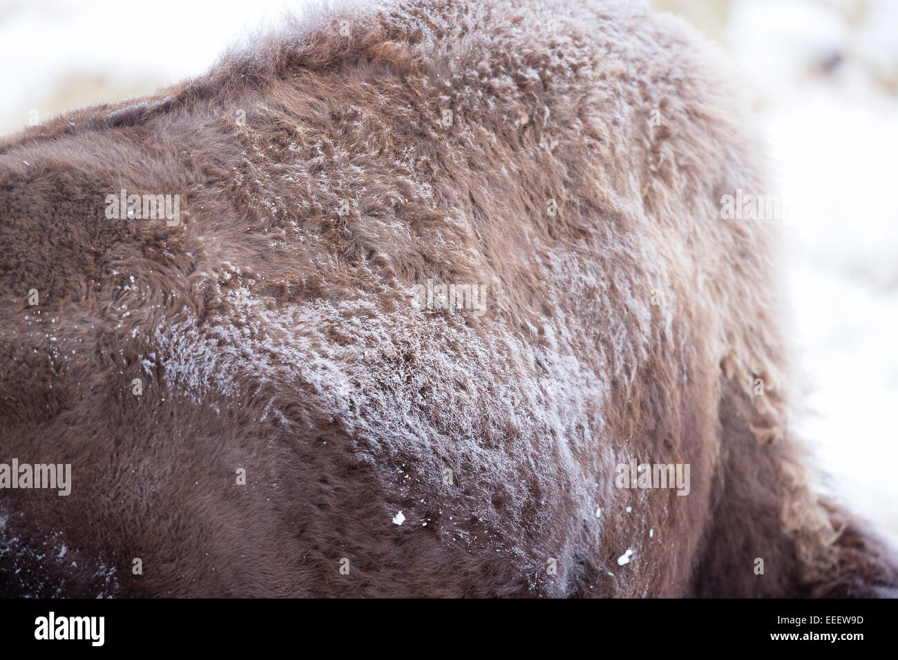 YELLOWSTONE, USA Close-up di (Bison bison bison) rivestire spolverato di neve. Foto Stock YELLOWSTONE, USA Close-up di (Bison bison bison) rivestire spolverato di neve. Foto Stock