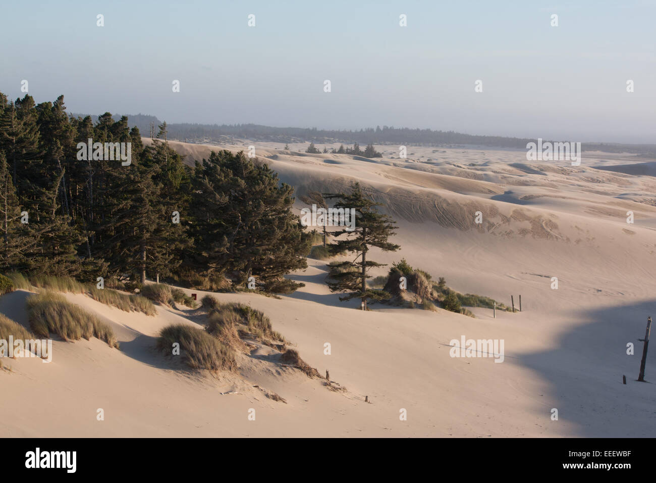 Le dune di sabbia in Oregon Dunes National Recreation Area Foto Stock