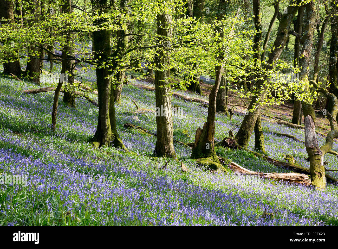 Burrator legno con un tappeto di bluebells a inizio estate Parco Nazionale di Dartmoor Devon UK Foto Stock