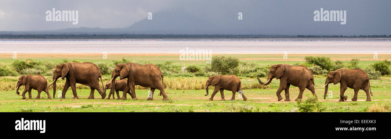 Una mandria di elefanti al Lake Manyara National Park in Tanzania Foto Stock