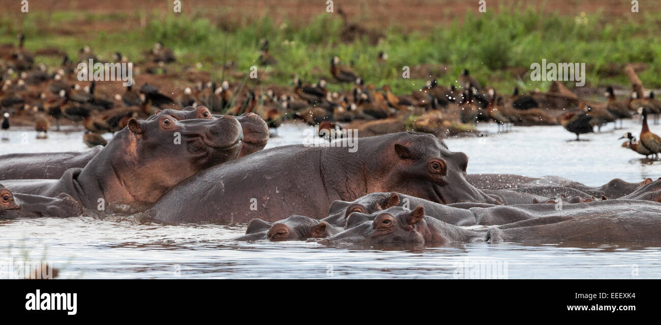 Ippopotami, Lake Manyara National Park, Tanzania Foto Stock