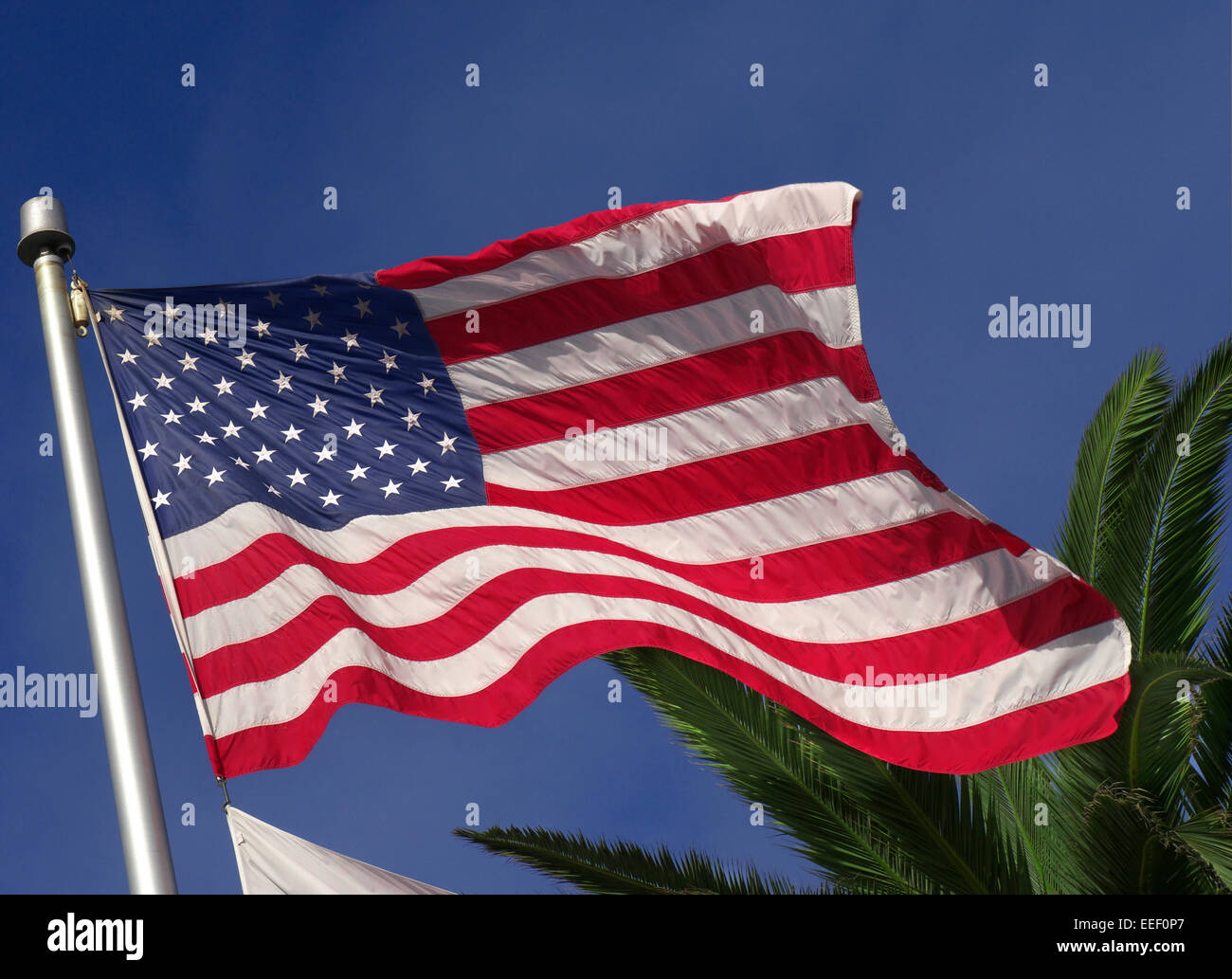 Stati Uniti a stelle e strisce battenti bandiera nella brezza con fronde di palme dietro Foto Stock
