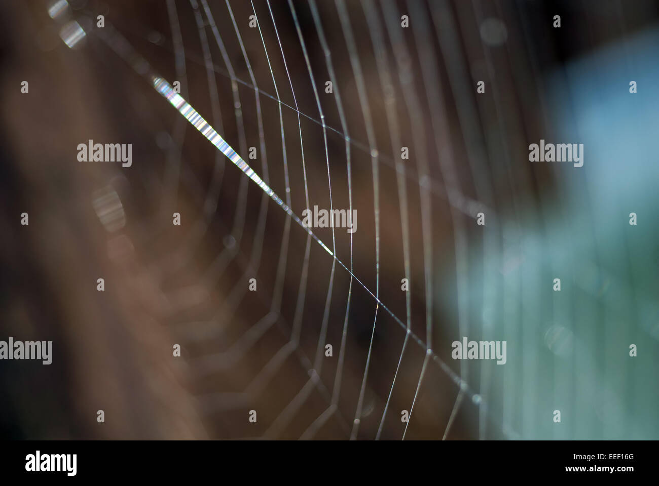Web Spider Foto Stock