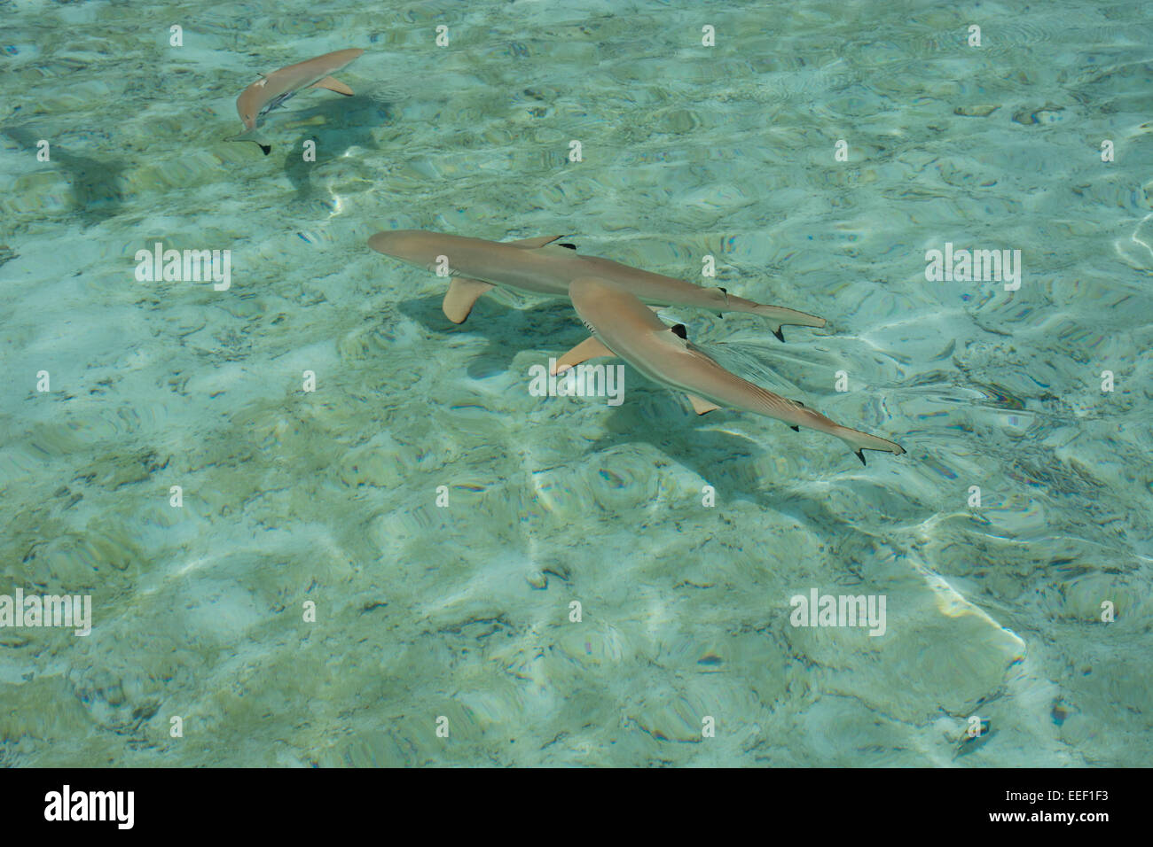 Polinesia francese Isole della Società, Isole Sottovento, Bora Bora, nero con punta di squali di barriera. Foto Stock
