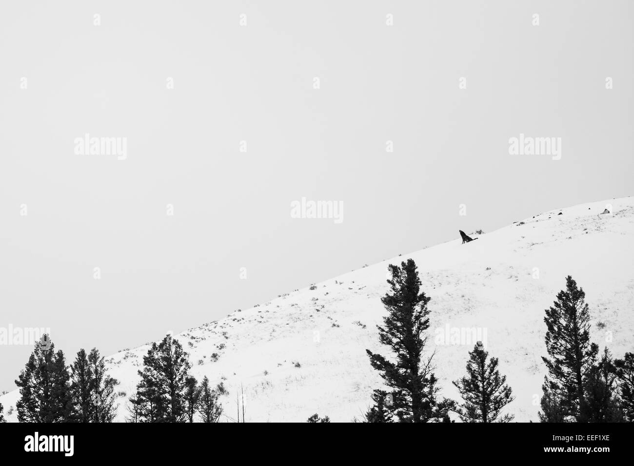 YELLOWSTONE, usa il lupo (Canis lupus) sulla collina distante. Foto Stock