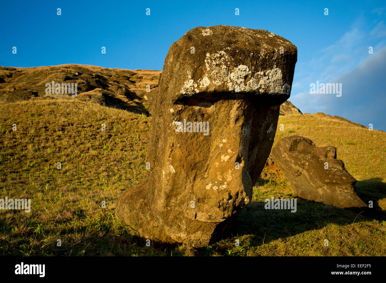 Rano Raraku cava, Isola di Pasqua, Cile, Sud America, gigantesca statua fatta di pietra vulcanica. Foto Stock