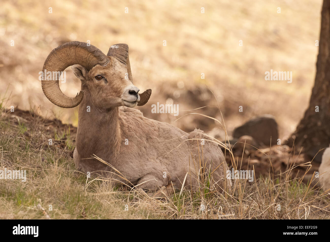 Bighorn ram in appoggio nel Parco Nazionale di Yellowstone, Wyoming USA Foto Stock