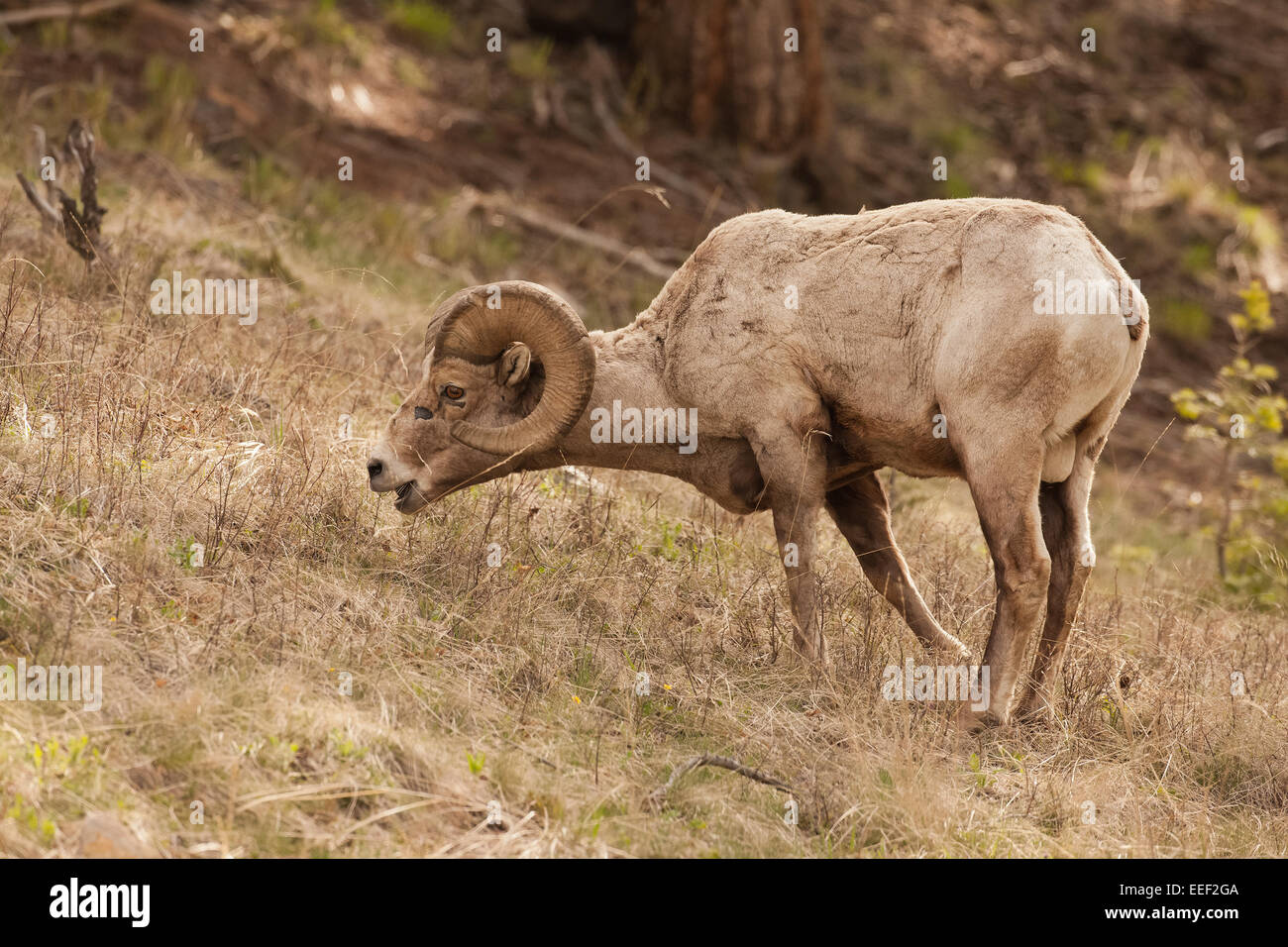 Bighorn ram sagebrush per mangiare nel Parco Nazionale di Yellowstone, Wyoming USA Foto Stock