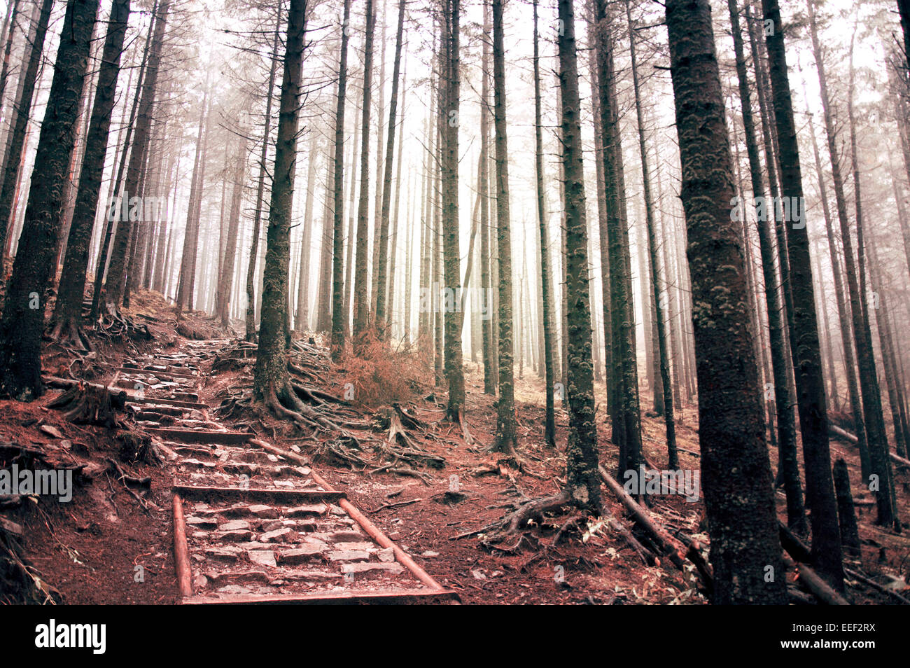 La natura. La strega del percorso di scale in dark vecchia foresta riempito di nebbia. Foto Stock