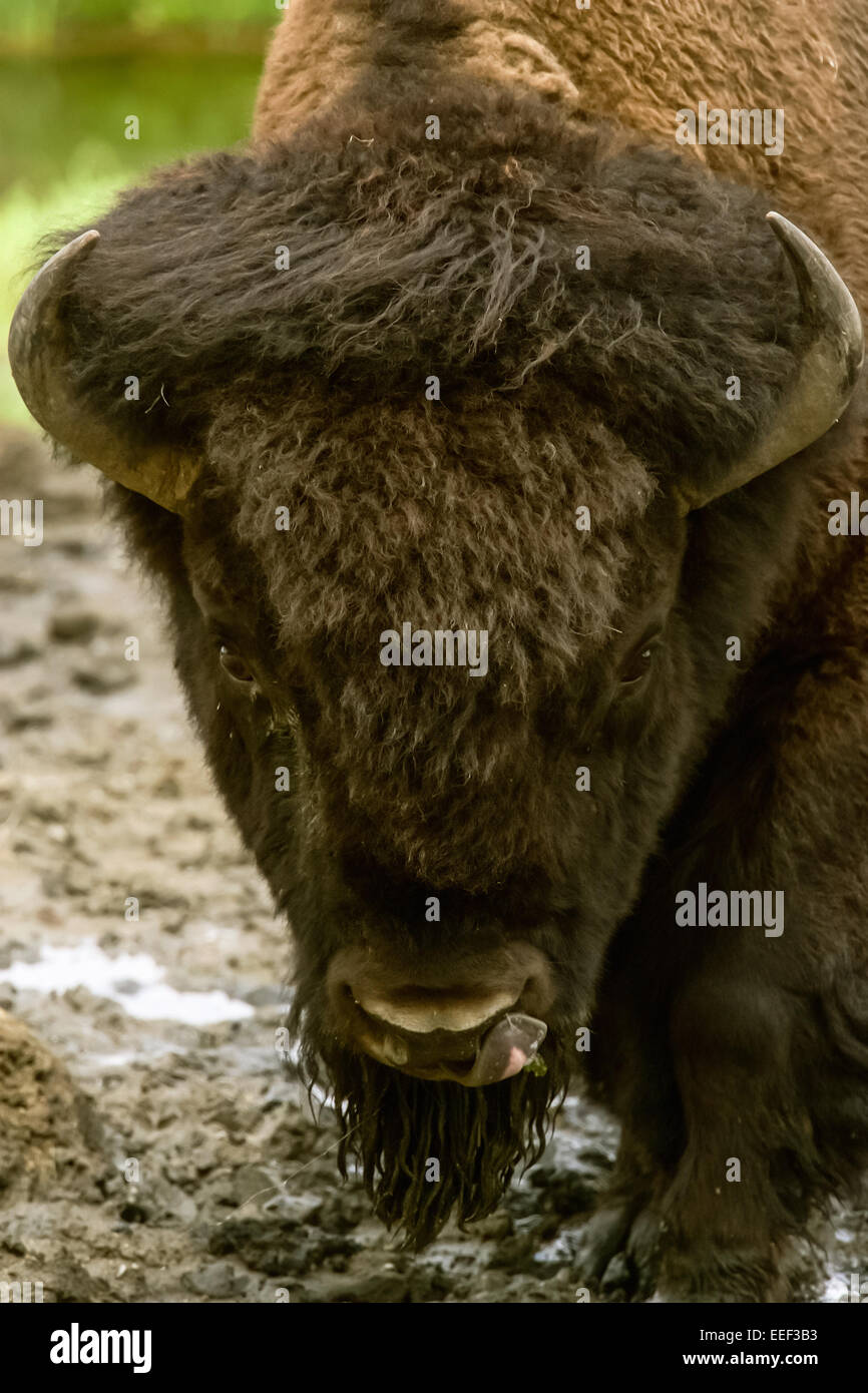 Bisonti americani (Bos bison) ritratto di close-up di bere fuori di piccole pozze di fango nel Parco Nazionale di Yellowstone, Wyoming USA Foto Stock