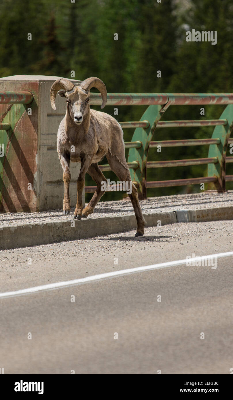 Voce maschile Bighorn sulla Icefields Parkway autostrada nel Parco Nazionale di Banff, Alberta, Canada Foto Stock