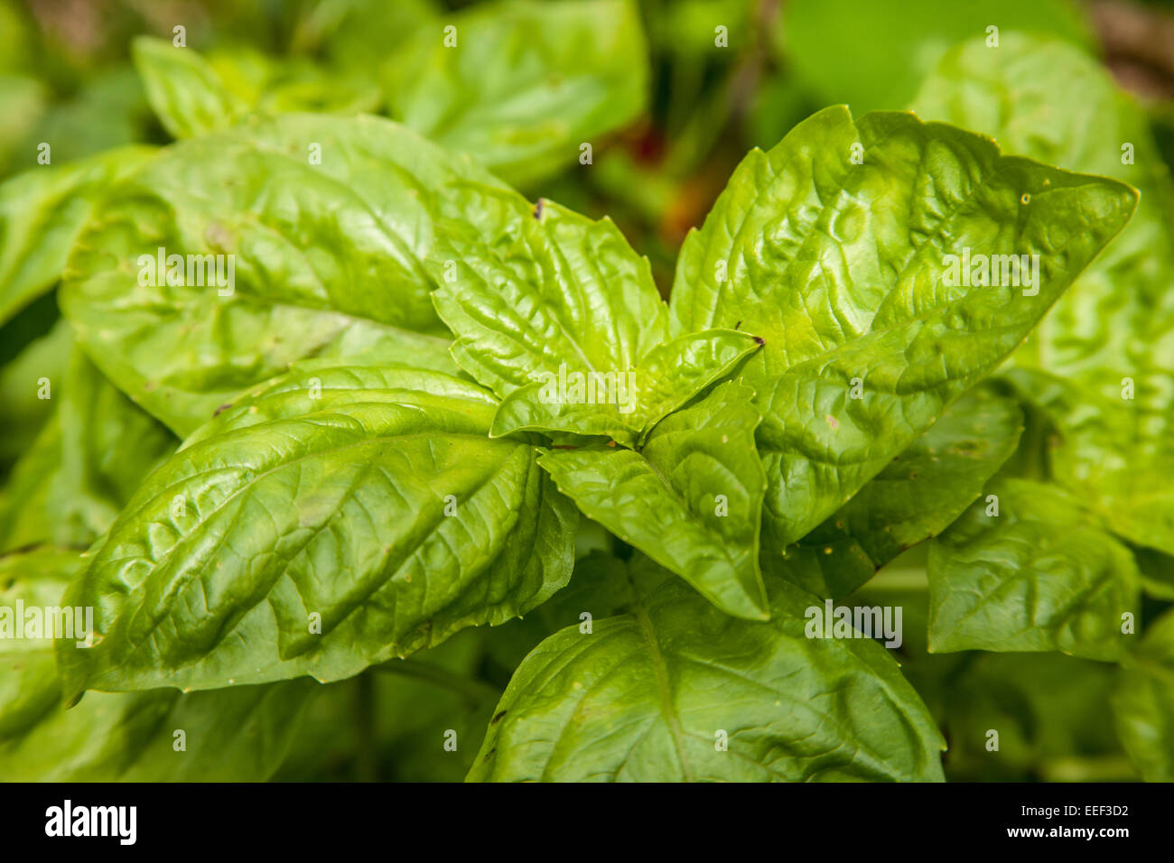 Basilico Genovese piante che crescono in western WASHINGTON, STATI UNITI D'AMERICA. Foto Stock