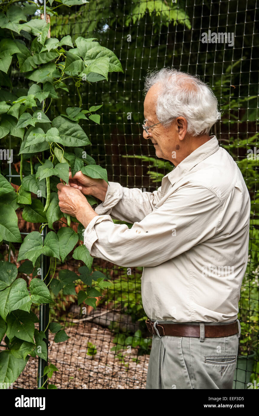 L uomo nella sua raccolta degli anni settanta Malibu pole fagioli verdi dal suo giardino nella parte occidentale di Washington, Stati Uniti d'America. Foto Stock