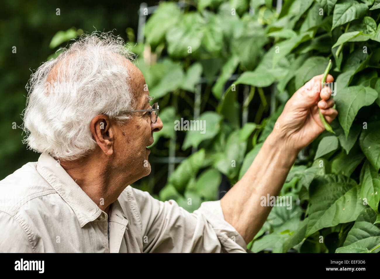 L uomo nella sua raccolta degli anni settanta Malibu pole fagioli verdi dal suo giardino nella parte occidentale di Washington, Stati Uniti d'America. Foto Stock