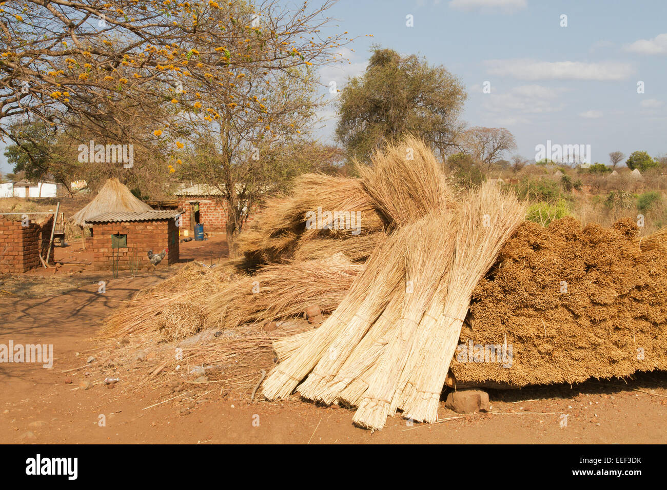 Pila di mazzette di erba ricoprendo di paglia per fare un tetto di paglia al Chiawa Villaggio Culturale sul fiume Zambesi in Zambia, Africa Foto Stock