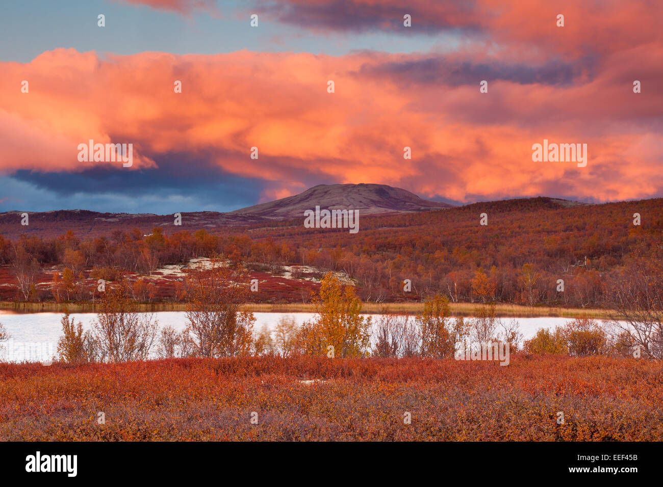 I colori autunnali e colorato cieli serali presso Fokstumyra riserva naturale, Dovre kommune, Oppland fylke, Norvegia. Foto Stock
