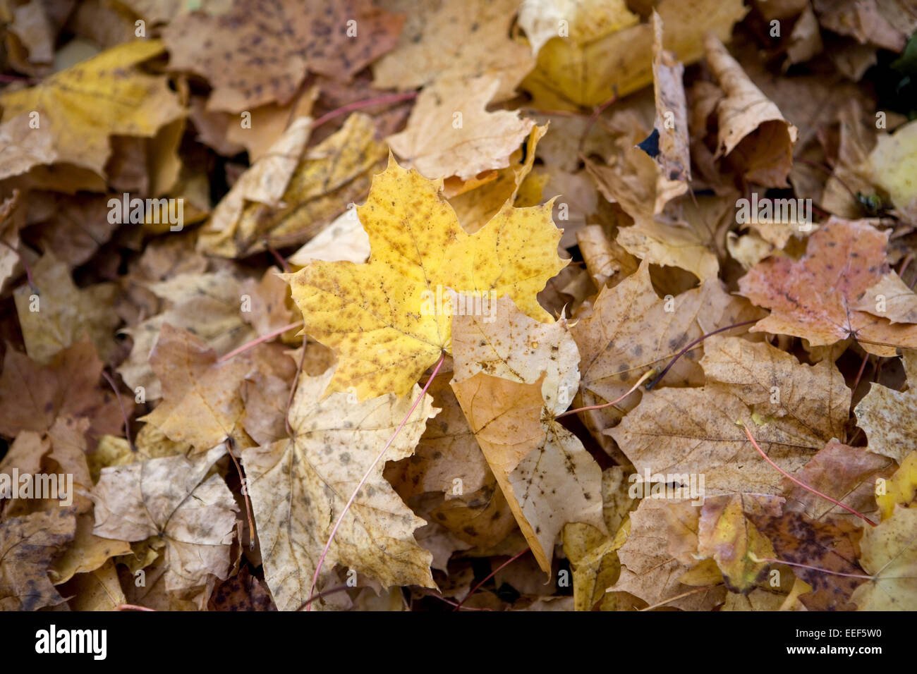 Herbstlaub, Ahornblaetter, bunt, dettaglio Blaetter, Ahornlaub, Laub, abgefallen, welk, liegen, durcheinander, Vielfalt, farbig, H Foto Stock