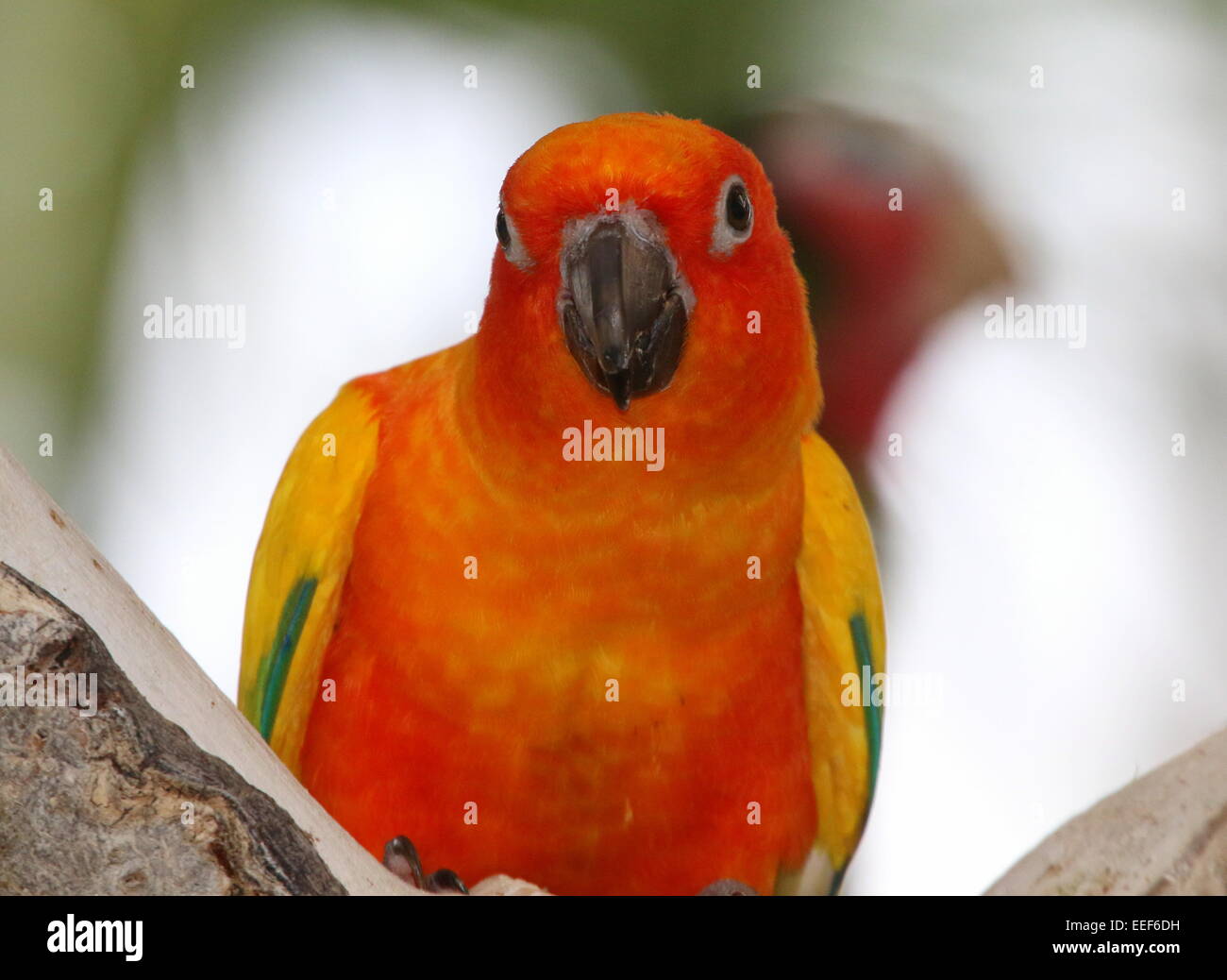 Sud America Parrocchetto Sun o Sun Conure (Aratinga solstitialis), vista frontale Foto Stock