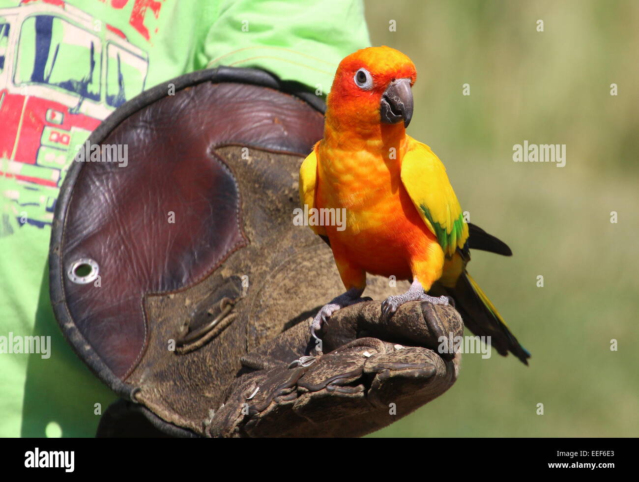 Sud Americana Sun parrocchetto (Aratinga solstitialis) appollaiato su un gestore di uccello del guanto in pelle durante una dimostrazione di Uccelli Foto Stock