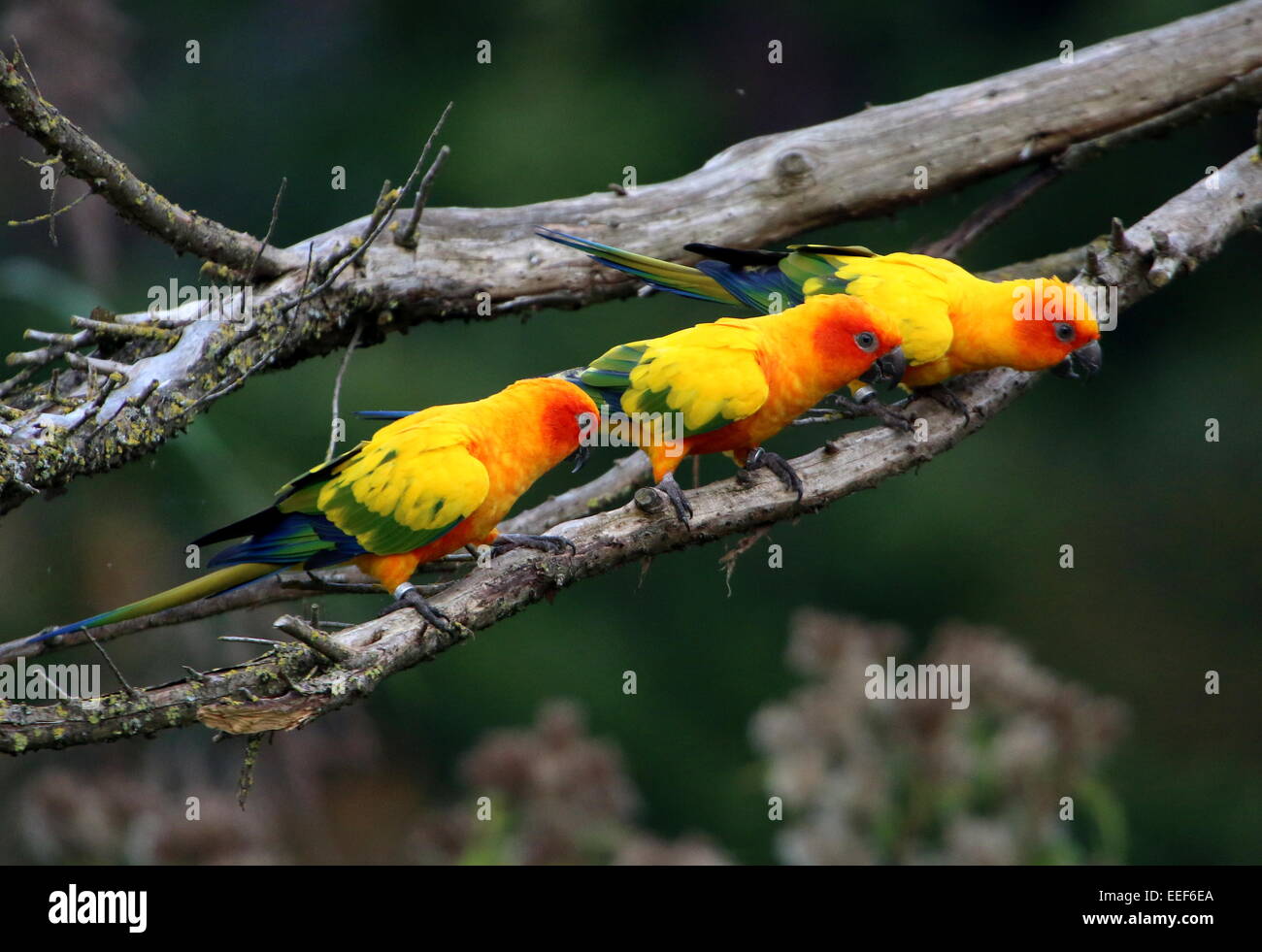 Gruppo di tre maschi e femmine del Sud America parrocchetti Sun o Sun Conures (Aratinga solstitialis) appollaiato su un ramo Foto Stock