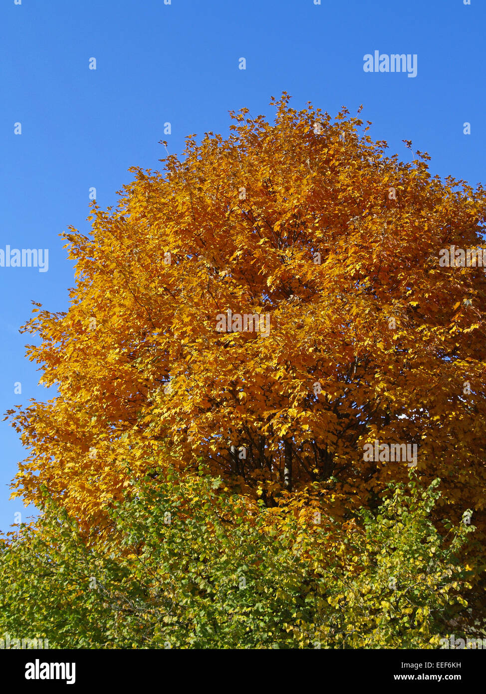 Baum, Baeume, Herbst, Herbstlaub, Blaetter, Farbe, Gelb, Gruen, Jahreszeiten, Natur, Landschaft, Stimmung, Berge, Oesterreich, T Foto Stock