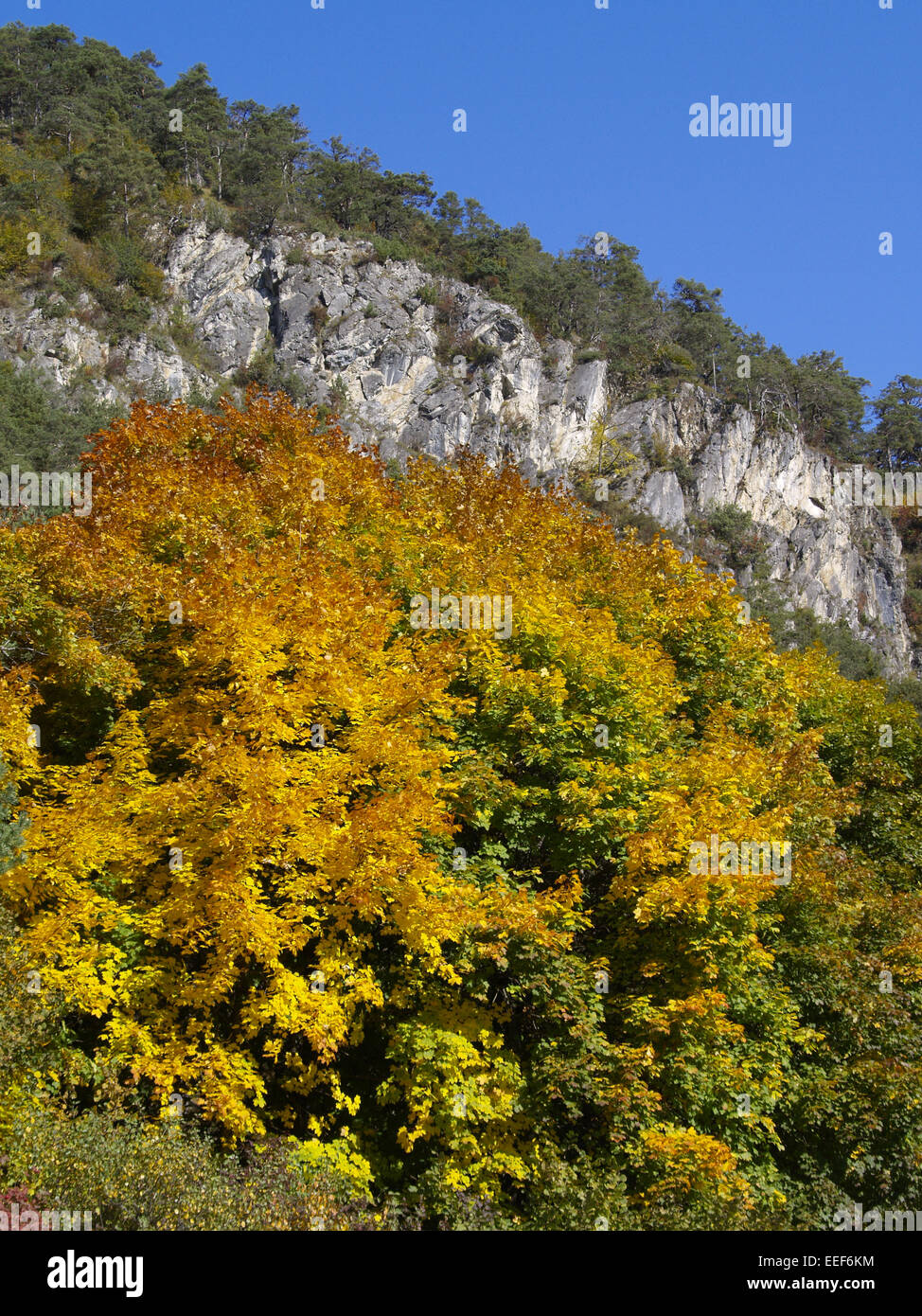 Baum, Baeume, Herbst, Herbstlaub, Blaetter, Farbe, Gelb, Gruen, Jahreszeiten, Natur, Landschaft, Stimmung, Berge, Oesterreich, T Foto Stock