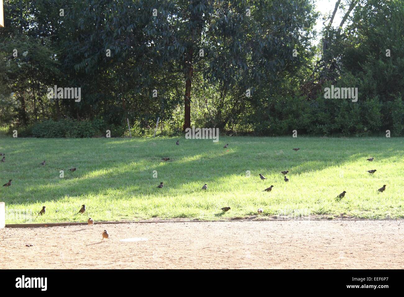 Indian Myna uccelli sull'erba al Parco federale nell'interno sobborgo occidentale di Annandale, Sydney. Foto Stock