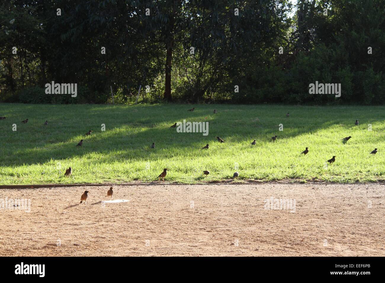 Indian Myna uccelli sull'erba al Parco federale nell'interno sobborgo occidentale di Annandale, Sydney. Foto Stock