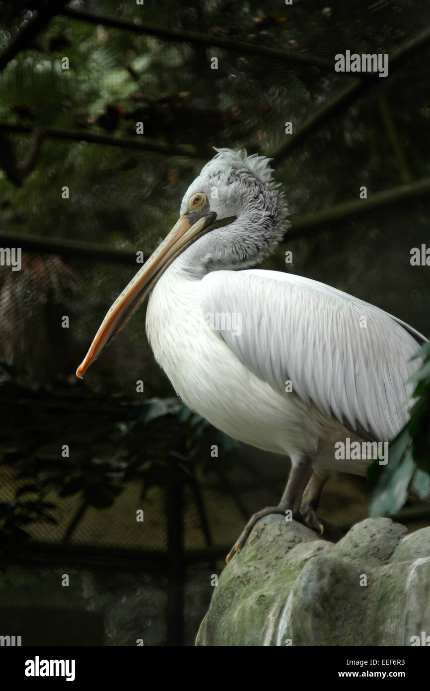 Un Pellicano grigio aka Spot fatturati pelican in appoggio all'interno del Bird Cage di Trivandrum zoo. Foto Stock
